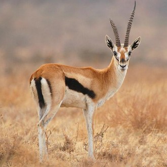 Por qué PMA Group se define como Gazelle in the Heartland